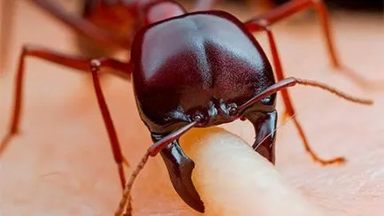 Simptomele Ant muscatura, tratarea, utilizarea, remedii populare (tratament) simptome de mușcături Ant, tratarea, utilizarea, remedii populare