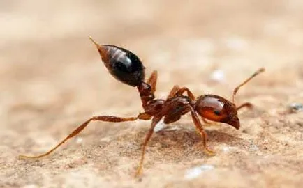 musca furnică