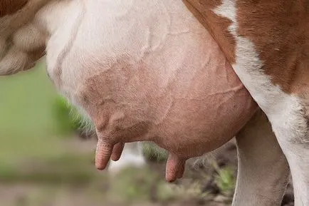 Vaca de mastită decât vindecarea, antibiotice, medicamente, unguent