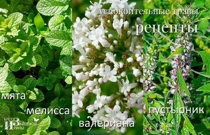 ierburi și instrumente de calmante, Iriny Zaytsevoy Blog (blog) ierburi și instrumente de calmante, pe blog-ul Iriny Zaytsevoy