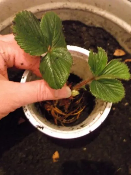 cultivarea cu succes a căpșuni la domiciliu (în apartament) (în creștere) cultivarea cu succes a căpșuni la domiciliu (în apartament)