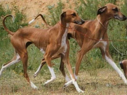 câine bine îngrijit este întotdeauna frumos și rece, wow-wow (sănătos) câine bine îngrijit este întotdeauna frumos și rece, wow-wow