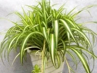 Amaryllis Majestic totul despre caracteristicile de îngrijire la domiciliu