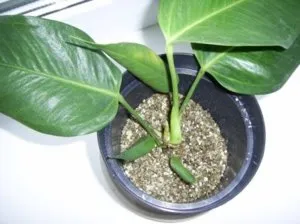 planta Vermiculita ce este și modul în care este utilizat produsul ( «Fine» «Mediu» mărci) planta Vermiculita ce este și modul în care este utilizat produsul
