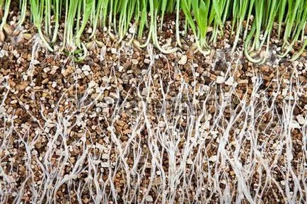 Vermiculita - ceea ce este planta vermiculit