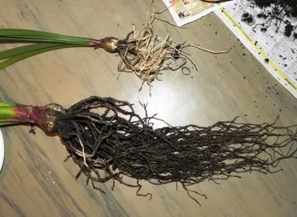 Amaryllis Majestic totul despre caracteristicile de îngrijire la domiciliu