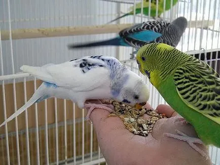 Casa a apărut budgies
