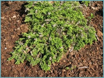 Ling de plantare, îngrijire și foto, reproducere și de reproducere soiuri, îngrășăminte și fertilizarea