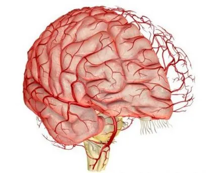 Vasospasm vaselor cerebrale - este o boală gravă, uflebologa