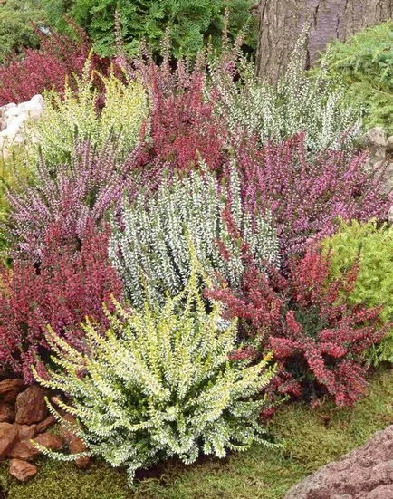plantare Heather și îngrijire în câmp deschis, în creștere din semințe, gradul foto (îngrijire) plantare Heather și de îngrijire în câmp deschis, în creștere din semințe, clasa fotografie