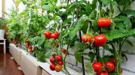 Alege răsadurile de pomi fructiferi