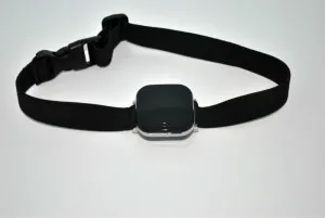 Alegerea celui mai bun tracker GPS pentru câini, o revizuire a modelelor populare