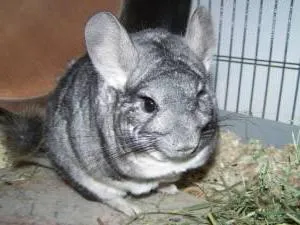 Alegerea numelor pentru chinchilla