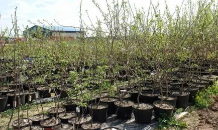 Alege răsadurile de pomi fructiferi