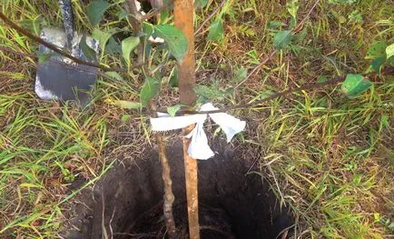 Alege răsadurile de pomi fructiferi