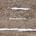 Cum se ridica morcovi, cabana (semințe) Cum se ridica morcovi, cabana