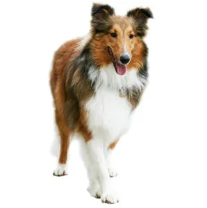 Câte zile este un câine în căldură, și de câte ori în viața mea (e) Câte zile este un câine în căldură, și cât de multe ori într-o viață