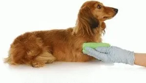 Câte zile este un câine în căldură, și de câte ori într-o viață (cât de multe) Câte zile este un câine în căldură, și cât de multe ori într-o viață