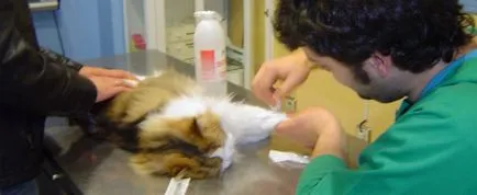 îngrijire veterinară de urgență pentru simptome de pisici și cât de repede aveți nevoie pentru a reacționa la apariția lor (pisici) îngrijire veterinară de urgență pentru simptome de pisici și cât de repede trebuie să reacționeze la aspectul lor