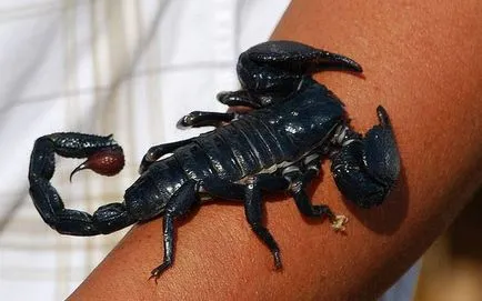 Scorpion - descriere, tipuri, ce să mănânce, în cazul în care își are reședința, fotografii (locui) Scorpion - descriere, tipuri, ce să mănânce, în cazul în care se află, fotografii