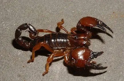 Scorpion - descriere, tipuri, ce să mănânce, în cazul în care își are reședința, fotografii (descriere) Scorpion - descriere, tipuri, ce să mănânce, în cazul în care se află, fotografii