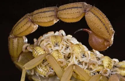 Scorpion - descriere, tipuri, ce să mănânce, în cazul în care își are reședința, fotografii (descriere) Scorpion - descriere, tipuri, ce să mănânce, în cazul în care se află, fotografii