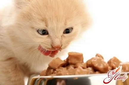 De câte ori pe zi pentru a hrăni pisoi este nevoie să știu! (Cat) De câte ori pe zi pentru a hrăni pisoi este nevoie să știu!