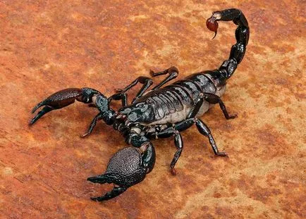 Scorpion - descriere, tipuri, ce să mănânce, în cazul în care își are reședința, fotografii (alimentat) Scorpion - descriere, tipuri, ce să mănânce, în cazul în care se află, fotografii