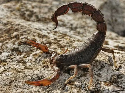 Scorpion - descriere, tipuri, ce să mănânce, în cazul în care se află, fotografii (specii) Scorpion - descriere, tipuri, ce să mănânce, în cazul în care se află, fotografii