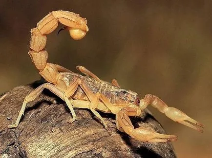 Scorpion - descriere, tipuri, ce să mănânce, în cazul în care se află, fotografii (specii) Scorpion - descriere, tipuri, ce să mănânce, în cazul în care se află, fotografii