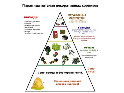 Câte iepuri ornamentale vii acasă (afectează speranța de viață) Cât de mulți iepuri vii ornamentale la domiciliu