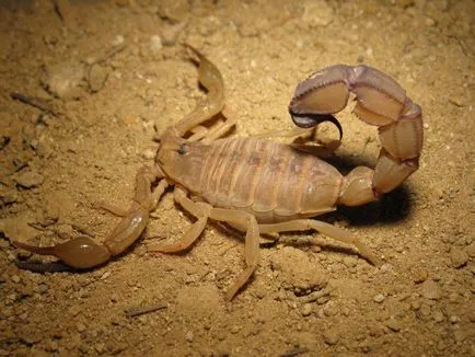 Scorpion - descriere, tipuri, ce să mănânce, în cazul în care se află, fotografii (Scorpion) Scorpion - descriere, tipuri, ce să mănânce, în cazul în care se află, fotografii
