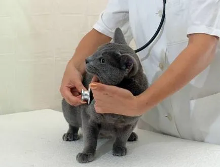 îngrijire veterinară de urgență pentru simptome de pisici și cât de repede aveți nevoie pentru a reacționa la apariția lor (pisici) îngrijire veterinară de urgență pentru simptome de pisici și cât de repede trebuie să reacționeze la aspectul lor
