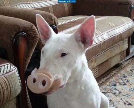Descărcați imagini amuzante despre câini (38 poze) - poze haioase si umor (imagini amuzante de câini) Descărcați imagini amuzante despre câini (38 poze) - poze haioase si umor