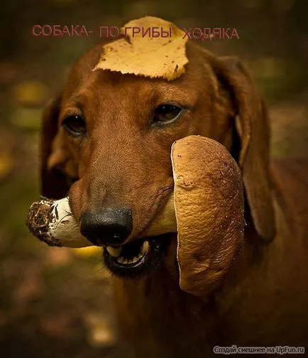 Descărcați imagini amuzante despre câini (38 poze) - poze haioase si umor (amuzant) Descărcați imagini amuzante despre câini (38 poze) - poze haioase si umor