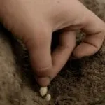 Dovleac creștere răsaduri sau metoda de semințe, precum și normele de îngrijire pentru ea