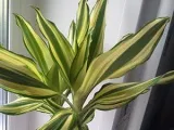 Cultivarea din semințe de eustomy, eustomy fotografie, casă și grădină Eustoma - plantare și îngrijire