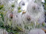 Cultivarea răsadurilor de legume; semănat semințe de răsaduri în ianuarie și februarie, cum să crească răsaduri de legume (legume) Cultivarea răsadurilor de legume; semănat semințe de răsaduri în ianuarie și februarie, cum să crească răsaduri de legume