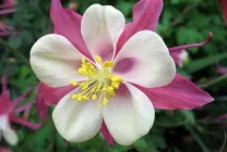 Cultivarea Aquilegia de plantare și îngrijire (65 poze), în câmp deschis, de clasă, acasă, de la