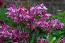 Cultivarea Aquilegia de plantare și îngrijire (65 poze), în câmp deschis, de clasă, acasă, de la