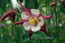Cultivarea Aquilegia de plantare și îngrijire (65 poze), în câmp deschis, de clasă, acasă, de la