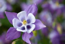 Cultivarea Aquilegia de plantare și îngrijire (65 poze), în câmp deschis, de clasă, acasă, de la