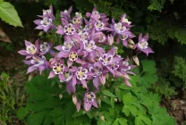 Cultivarea Aquilegia de plantare și îngrijire (65 poze), în câmp deschis, de clasă, acasă, de la