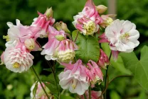 Cultivarea Aquilegia de plantare și îngrijire (65 poze), în câmp deschis, de clasă, acasă, de la