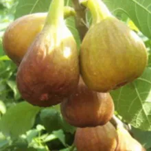 Grow smochine acasă și pe teren (parcela) Cultivăm smochine acasă și pe teren