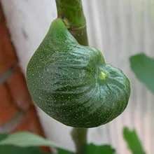 Grow smochine acasă și pe teren (arbori adulți sunt plantate) Cultivăm smochine acasă și pe teren