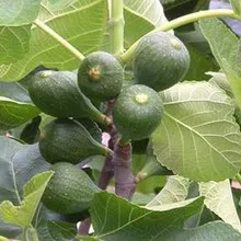 Grow smochine acasă și pe teren (gustoase fructe utile) Cultivăm smochine acasă și pe teren