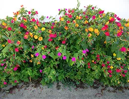 Cultivarea semințelor de Mirabilis
