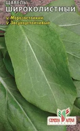 Cultivarea de semințe de măcriș - o mai devreme verdeață, cum ar fi gradina ta