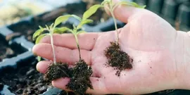 Răsaduri să crească flori - sfaturi și erori video comune